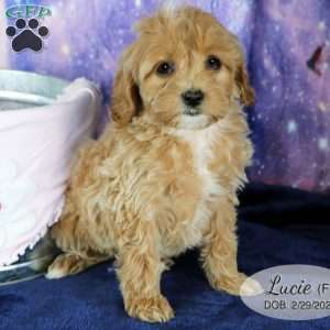 Lucie, Miniature Poodle Mix Puppy