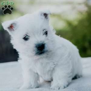 Lucky, West Highland Terrier Puppy