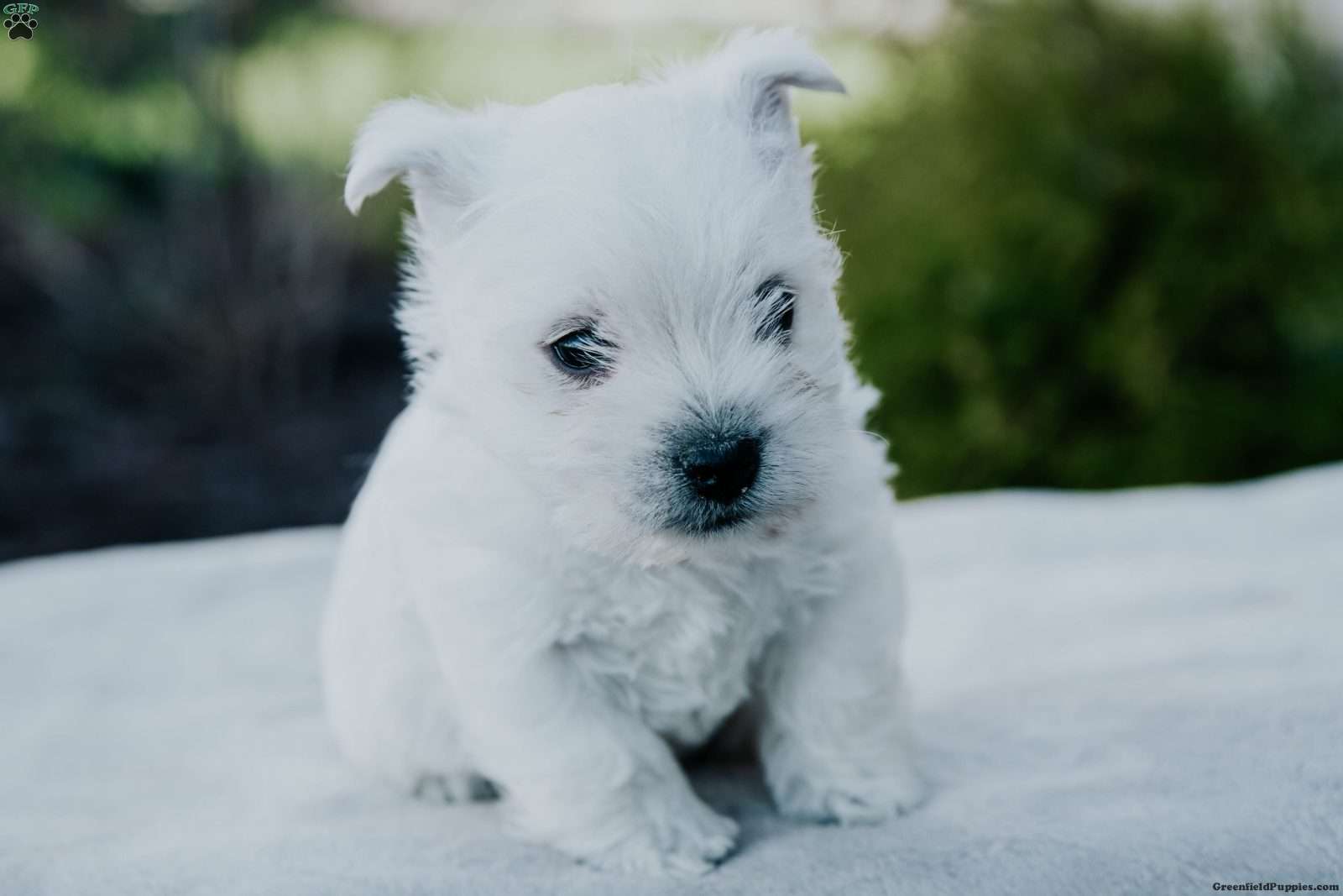 Lucky/West Highland Terrier									Puppy/Male	/8 Weeks