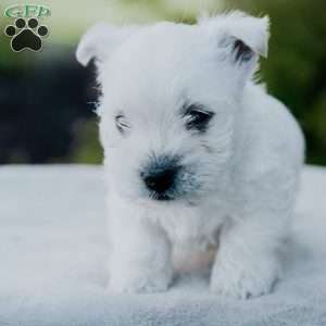 Lucky, West Highland Terrier Puppy