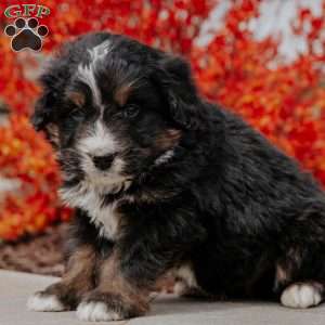 Andy, Bernedoodle Puppy