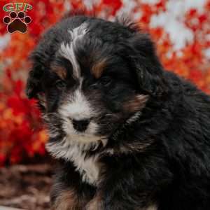 Andy, Bernedoodle Puppy