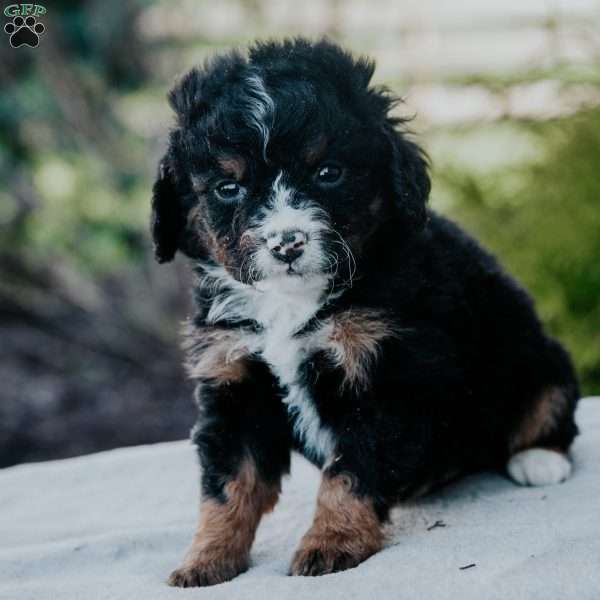 Romeo, Mini Bernedoodle Puppy