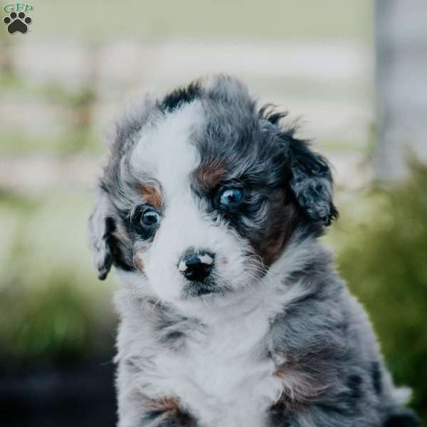 Ronny, Mini Bernedoodle Puppy
