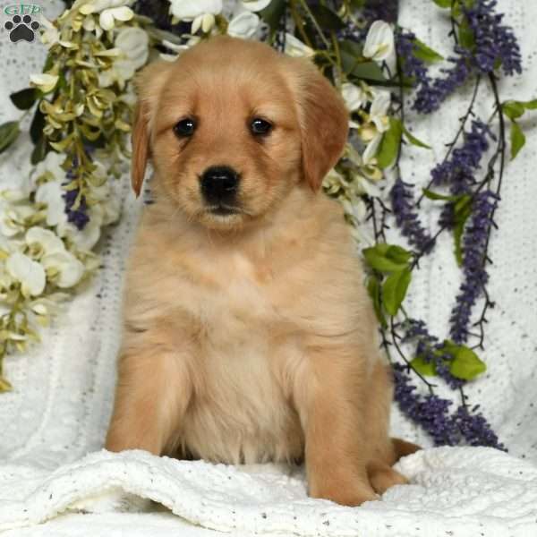 Macy, Golden Retriever Puppy