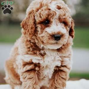 Otis, Miniature Poodle Mix Puppy