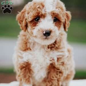 Owen, Miniature Poodle Mix Puppy