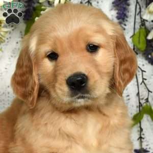 Marshall, Golden Retriever Puppy