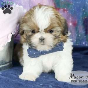 Mason, Shih Tzu Puppy