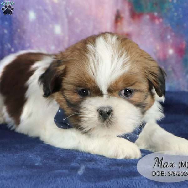 Max, Shih Tzu Puppy