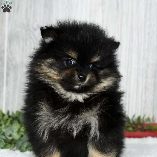 Nash, Pomeranian Puppy