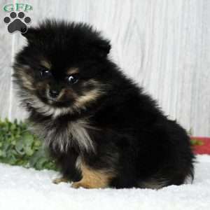 Nash, Pomeranian Puppy