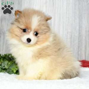 Pomeranian Puppies For Sale - Greenfield Puppies