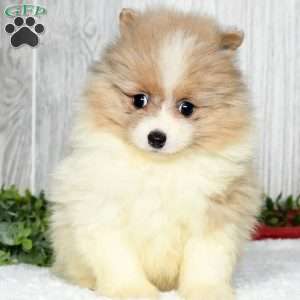 Nero, Pomeranian Puppy