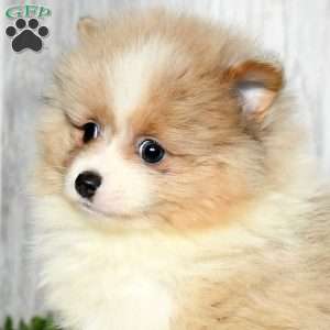 Nero, Pomeranian Puppy