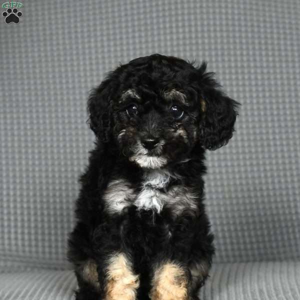 Oakley, Toy Poodle Puppy