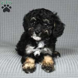 Oakley, Toy Poodle Puppy