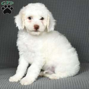 Oliver, Toy Poodle Puppy