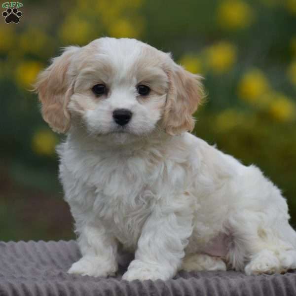 Pansy, Cavachon Puppy