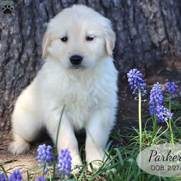 Parker, Golden Retriever Puppy