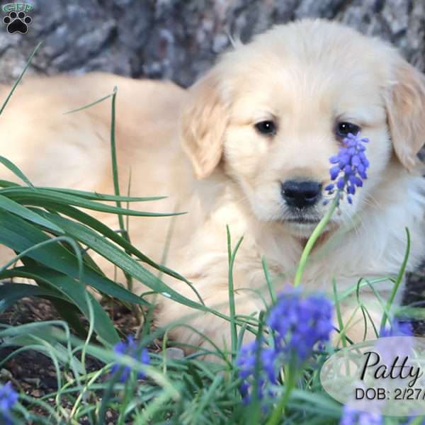 Patty, Golden Retriever Puppy