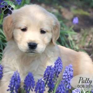 Patty, Golden Retriever Puppy