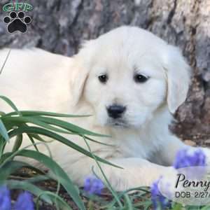 Penny, Golden Retriever Puppy
