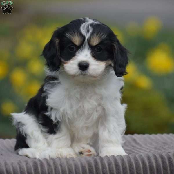 Petunia, Cavachon Puppy