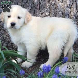 Polly, Golden Retriever Puppy