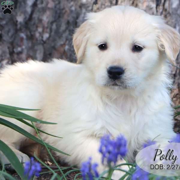 Polly, Golden Retriever Puppy