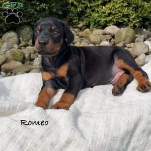 Romeo, Doberman Pinscher Puppy