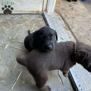 Mary, Black Labrador Retriever Puppy