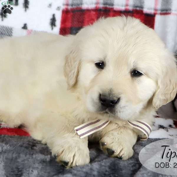 Tips, Golden Retriever Puppy