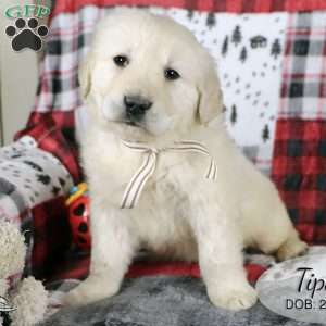 Tips, Golden Retriever Puppy