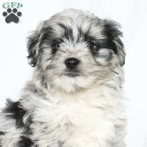 Toby, Mini Aussiedoodle Puppy