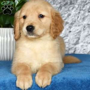 Tori, Golden Retriever Puppy