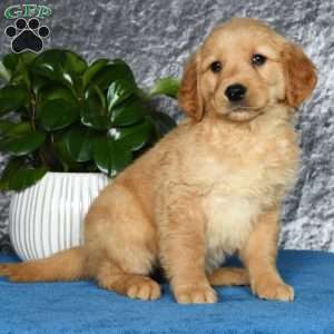Tosha, Golden Retriever Puppy