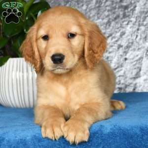 Trent, Golden Retriever Puppy
