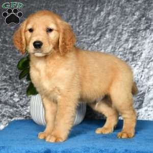 Trent, Golden Retriever Puppy