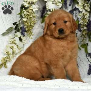 Winston, Golden Retriever Puppy