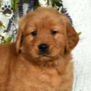 Winston, Golden Retriever Puppy