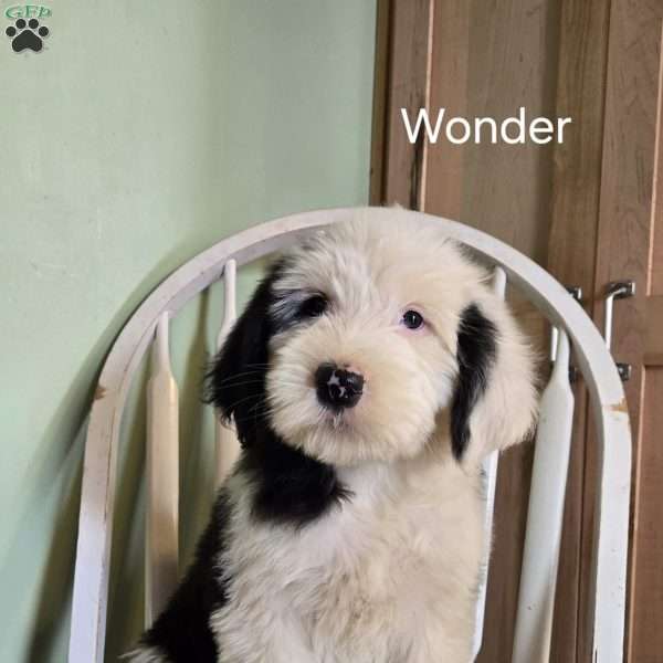 Wonder, Old English Sheepdog Puppy