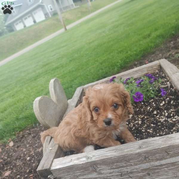 Sushi, Cavapoo Puppy