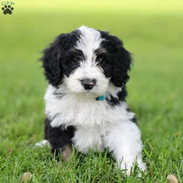 Todd, Mini Bernedoodle Puppy