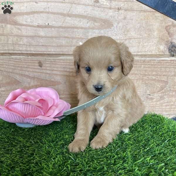 Pixie, Mini Goldendoodle Puppy