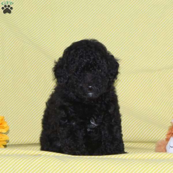 Midnight, Toy Poodle Puppy