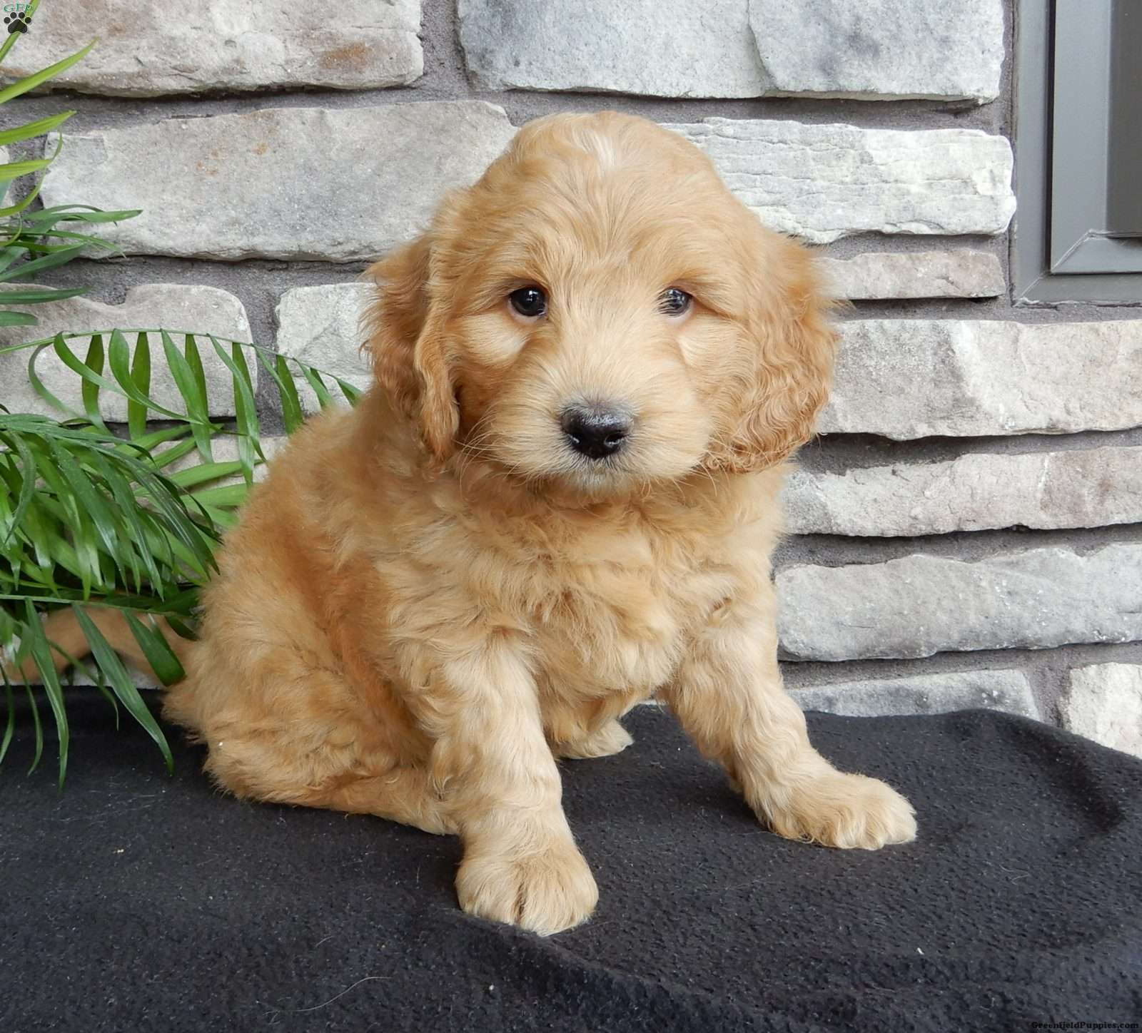 Domino/Mini Goldendoodle									Puppy/Male	/6 Weeks