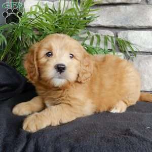 Corky, Mini Goldendoodle Puppy