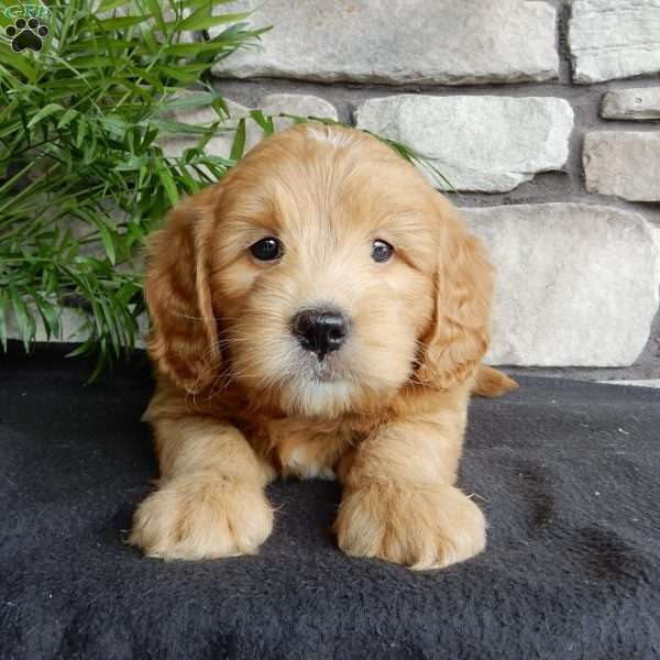 Corky, Mini Goldendoodle Puppy