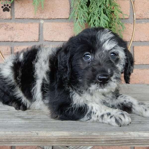 Polly, Labradoodle Puppy